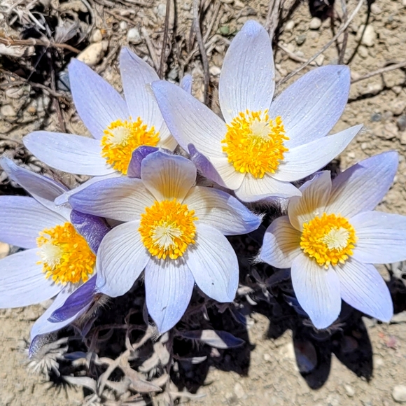 Meet your Posher, Sasha - Picture 1 of 1